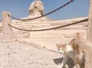 网友在沙漠中遇到了一只可爱的霸气十足的猫, 它在千年废墟前公开洗澡