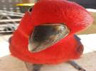 eclectic 鹦鹉, 可能是世界上最聪明的鹦鹉品种!你知道为什么吗？