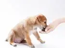 狗在小狗期间的免疫力是非常重要的, wowo 羊初乳蛋白粉, 以帮助狗健康进入