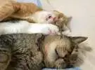 三只猫抱在一起睡觉, 睡觉的姿势太奇怪了, 主人突然看到了微笑喷雾