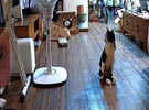 安装监控知道, 猫一个人在家在做什么, 猫能理智到什么地步？