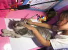 老师让画猫, 女儿觉得自己这项工作能拿到满分!