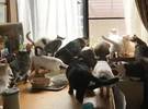 日本网友家里有 2 2只猫和3只狗, 每天的场景都是这样 
