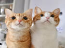 有两只橙色的猫, 房子里有地雷吗？当我看到最后一件事的时候, 我发现我错了.....。