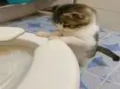 这只小猫对厕所很好奇, 它躺在厕所边看死人的样子..。