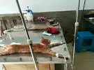 网友带着家里的猫做节育, 但在手术台上看到了这个有趣的场景 