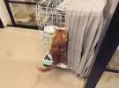 这只橙色的猫吃完了自己的食物, 爬到笼子里偷了困难朋友的饭