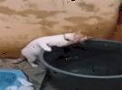 主人正在把水箱里的水挖出来, 当猫在边缘看到它的时候, 它就会这样做