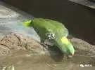 喂鹦鹉水的时候需要注意什么？