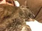为什么猫喜欢睡在主人的脸上？