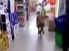 狗每天都去超市偷东西, 跟着它去找主人, 老板不冷静 