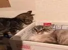 大猫躺在盒子里, 小猫以为大猫在边缘看不见它, 所以.....。