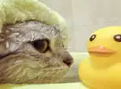 猫洗澡一定要拿玩具鸭, 网友要带走鸭子, 猫的表情已经变了刚刚发芽