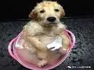 金毛浴套, 今天, 你的狗的儿子学会洗澡了吗？