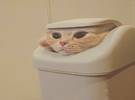 为什么优雅高贵的猫会爱上垃圾桶？