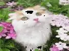 这只猫躲在花丛中, 和主人玩捉迷藏, 这种样子, 真的很美爆炸.....。