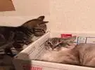 小猫看见了纸箱里的大猫, 就能把人的眼睛和耳朵藏起来, 所以。