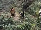 猫漫步到动物园里玩, 却被猴子抓住了, 网友们: 很难逃脱被手淫的命运