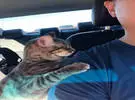 当巴巴开车时, 猫把它放在他的肩膀上, 没有争吵, 然后..。
