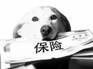 宠物行业简报会香港网上保险创业公司一级募集2亿港元