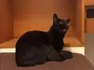 铲子官想给自己的黑猫一套漂亮的肖像, 黑猫看着想打的人!