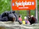 一只熊被关押在德国的柏林动物园, 有一天一只猫不请自来, 然后.....。
