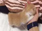 奶猫在主人的手里睡着了, 主人想牵着手, 结果.....。
